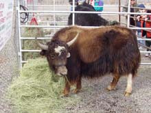 Picture of Buddy at the Stock Show