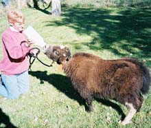 Picture of Ann feeding Buddy