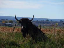 Picture of Bull
