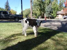 Picture of Roo in the yard