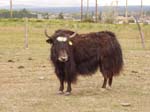 Trim Yak Cow